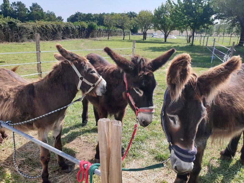 séjours touristiques et locations vacances en Charente Maritime 17